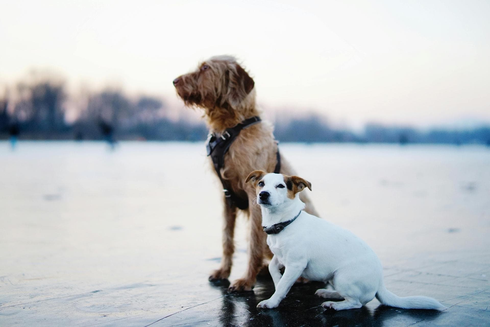 Best Vets in Coeur d'Alene